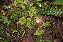 Dendrohypopterygium arbuscula