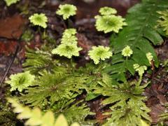 Dendrohypopterygium arbuscula