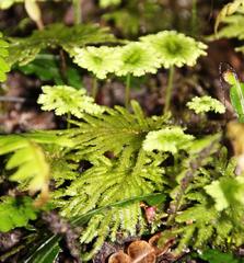 Dendrohypopterygium arbuscula