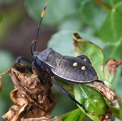 Elasmopoda