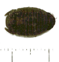 Sphaeroma quoianum