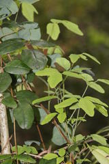 Cissus striata