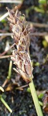 Carex edura