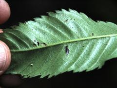 Caldcluvia paniculata