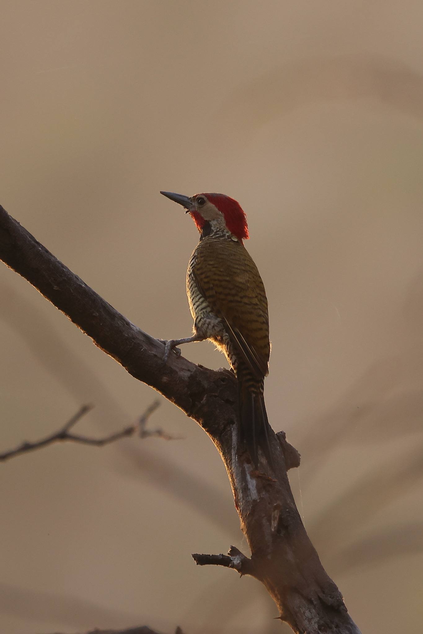 Black-necked Woodpecker (Colaptes atricollis), photo 10