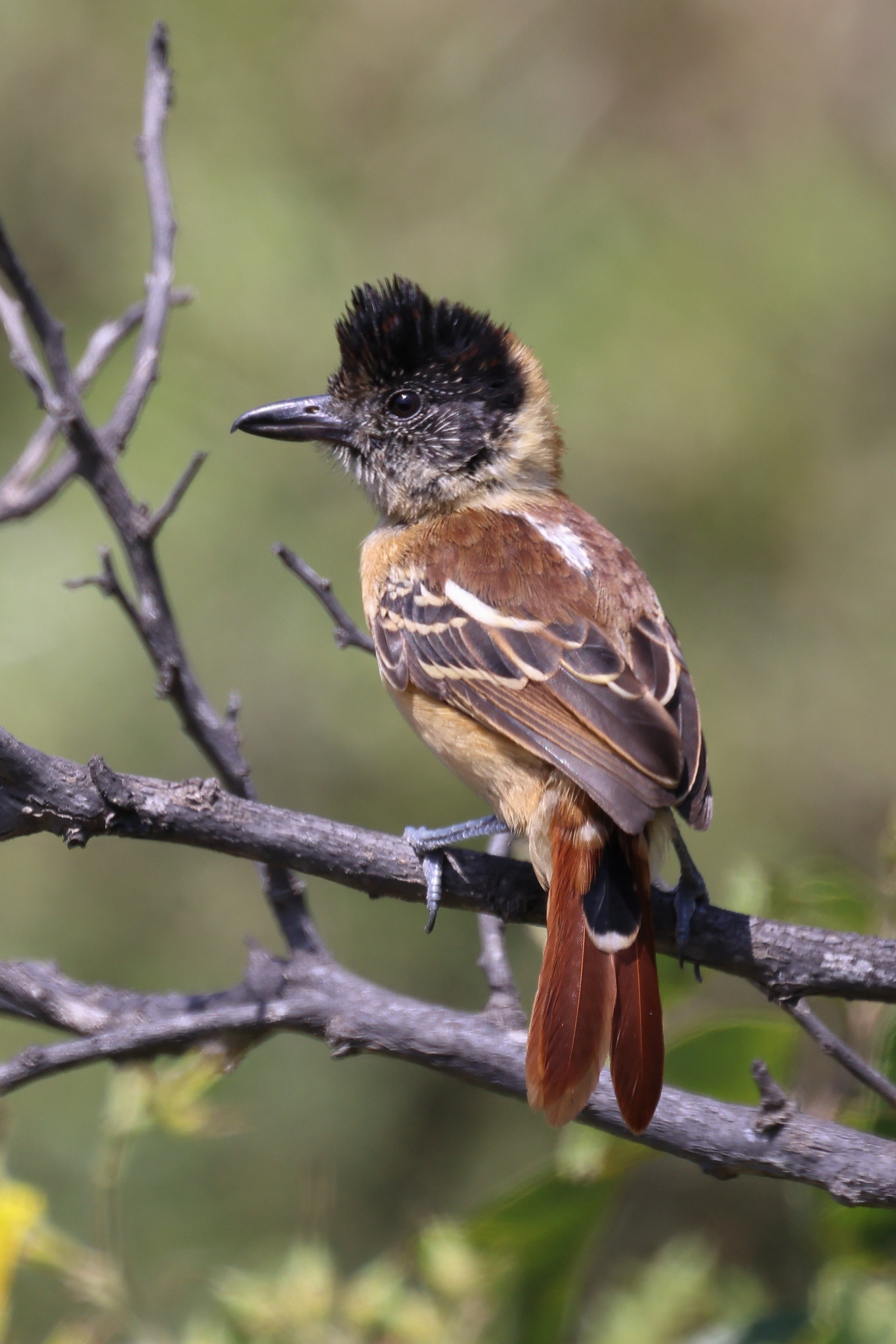 Collared Antshrike (Thamnophilus bernardi), photo 10