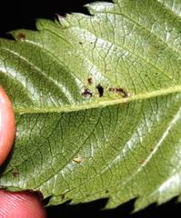 Caldcluvia paniculata