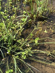 Lindernia rotundifolia