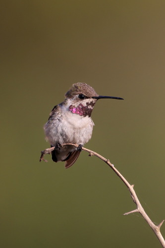 Short-tailed Woodstar