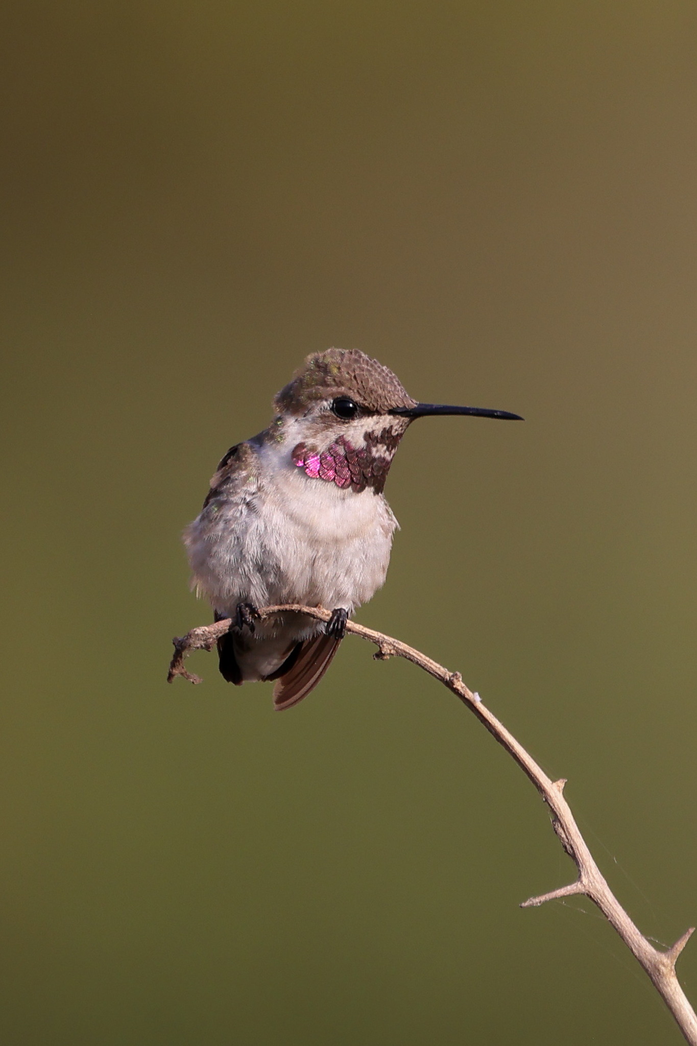 Short-tailed Woodstar (Myrmia micrura), photo 3