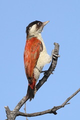 Scarlet-Backed Woodpecker photo 4