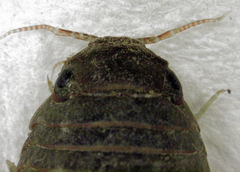 Sphaeroma quoianum