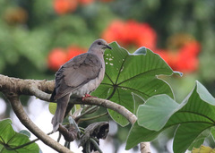 Patagioenas caribaea