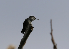 Mellisuga minima