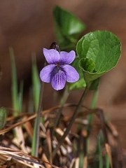 Viola epipsiloides