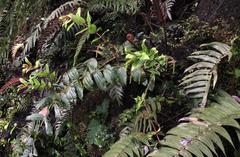 Blechnum chilense