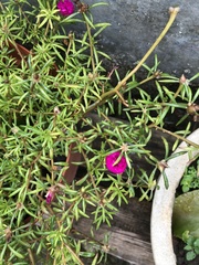 Portulaca pilosa