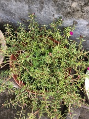 Portulaca pilosa