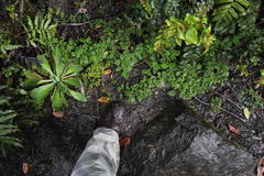 Acaena ovalifolia