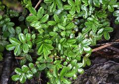 Acaena ovalifolia