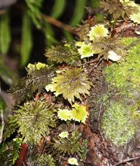 Dendrohypopterygium arbuscula