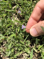 Murdannia vaginata
