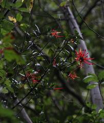 Tristerix corymbosus