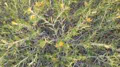 Chuquiraga avellanedae