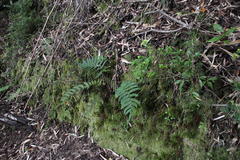 Blechnum chilense