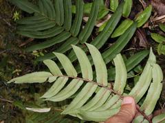 Blechnum chilense