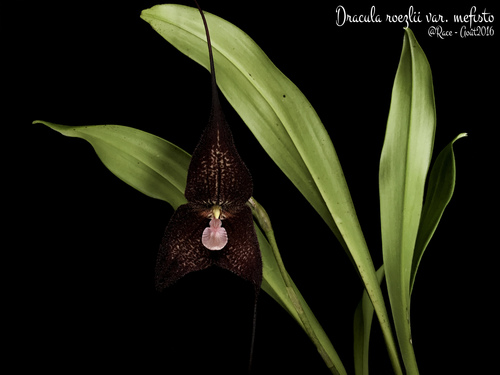 Dracula roezlii