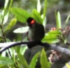 Sephanoides sephaniodes