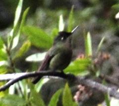 Sephanoides sephaniodes