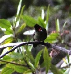 Sephanoides sephaniodes