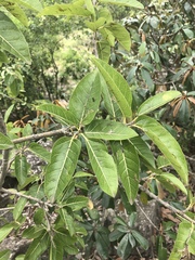 Ficus ingens ingens