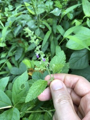 Teucrium viscidum