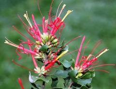Tristerix corymbosus