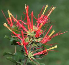 Tristerix corymbosus