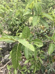 Ficus ingens ingens