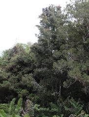 Aextoxicon punctatum