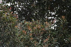 Aextoxicon punctatum