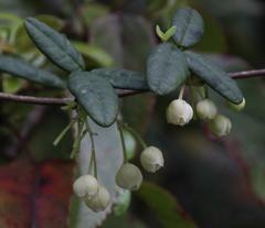 Boquila trifoliolata