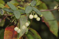 Boquila trifoliolata