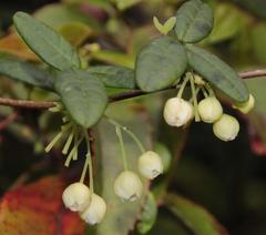 Boquila trifoliolata