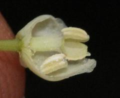 Boquila trifoliolata