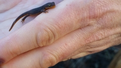 Taricha granulosa