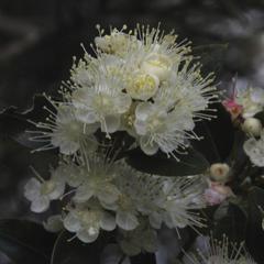 Amomyrtus luma