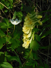 Corydalis bracteata