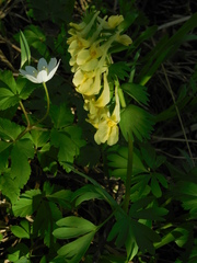 Corydalis bracteata