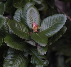 Eucryphia cordifolia